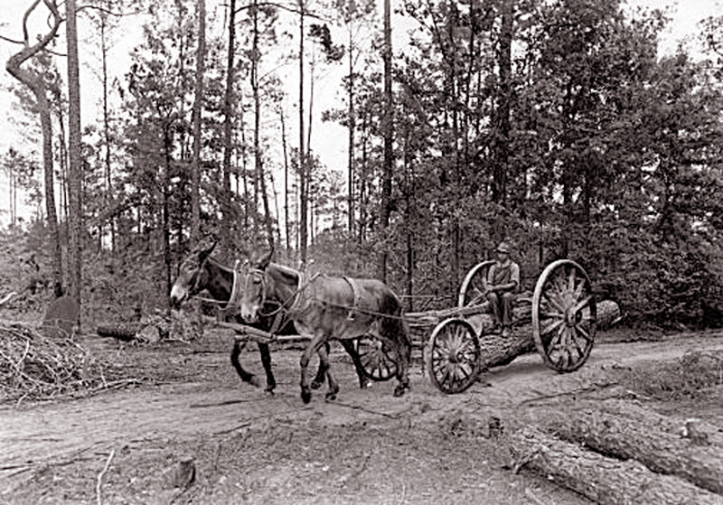 Turpentine Workers collecting sap from the Round Timber Tract