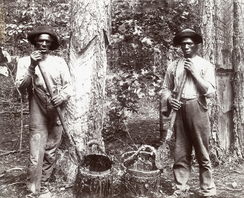 Turpentine Worker timbering the Round Timber Tract