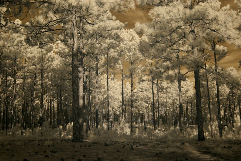 Longleaf Pines