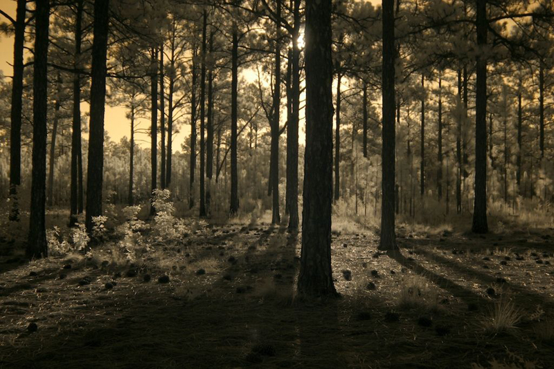 Longleaf Pines