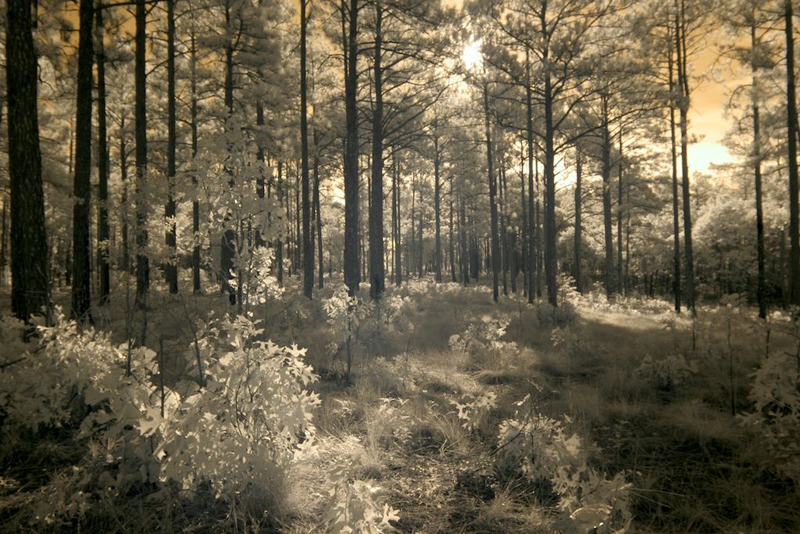 Longleaf Pines