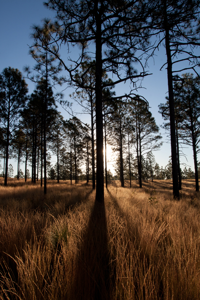 Longleaf Pines