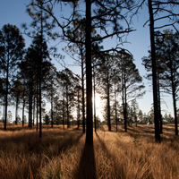 Detail of Longleaf pines by Brady Beck