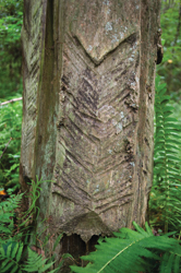 Turpentine Trees detail by Frank Hunter