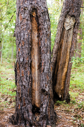 Turpentine Trees detail by Frank Hunter